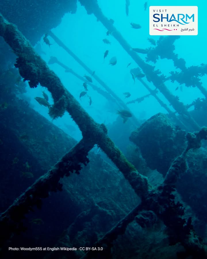 🇮🇹 Storie sotto la superficie
Il Thistlegorm aggiunge la storia al blu del Mar Rosso. Per un’immersione, verifica con il centro requisiti, esperienza richiesta e condizioni del pro