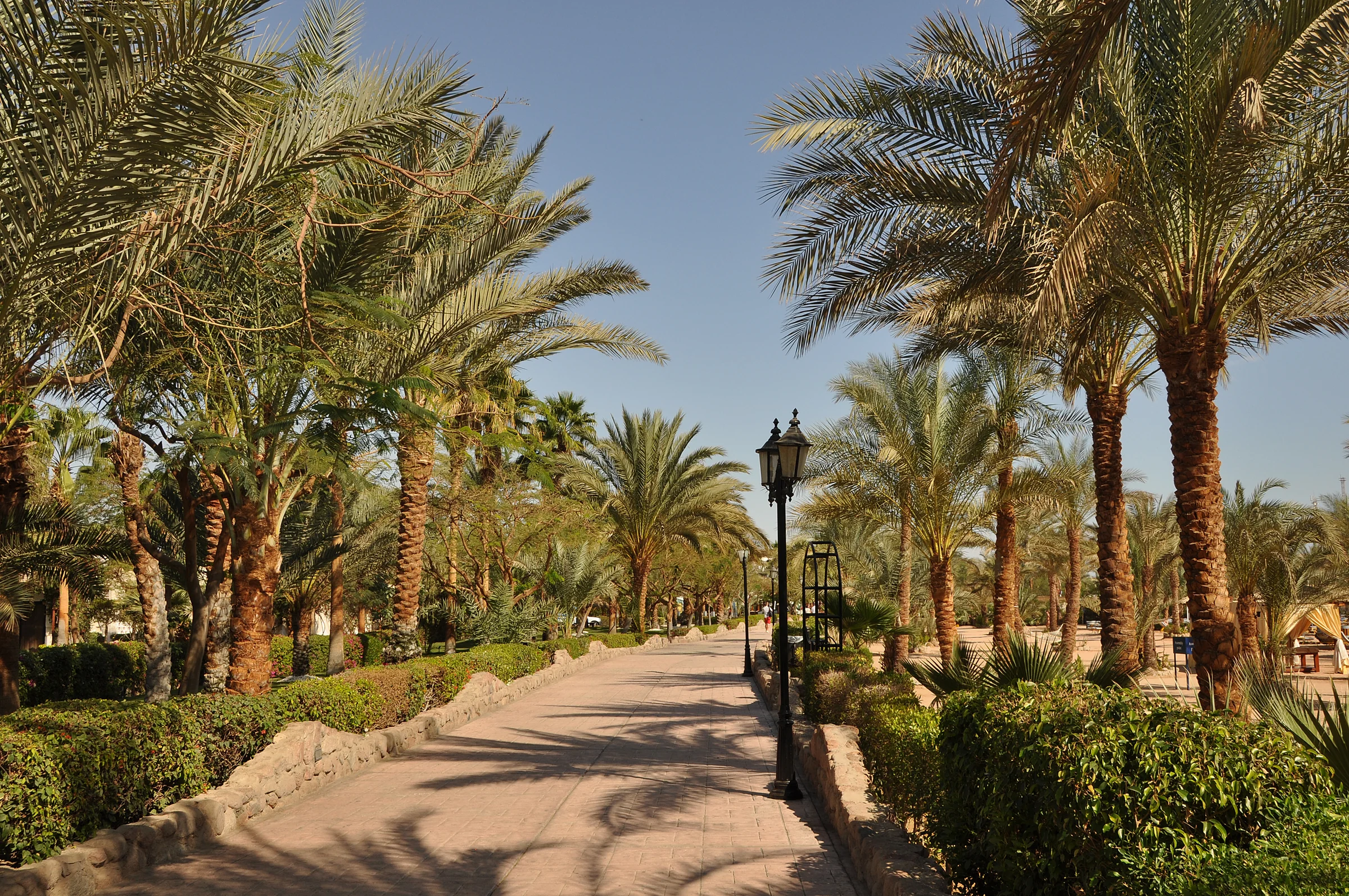 Palm-lined promenade in Naama Bay, Sharm El Sheikh