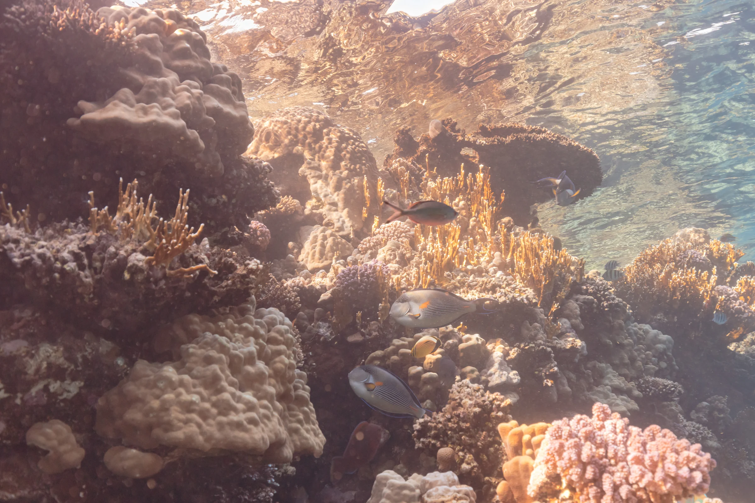 Coral reef in Ras Muhammad National Park