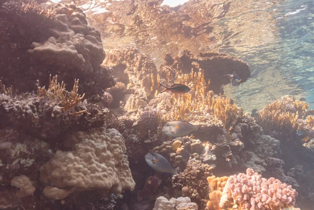 The Red Sea from Sharm: reefs, boats and diving days