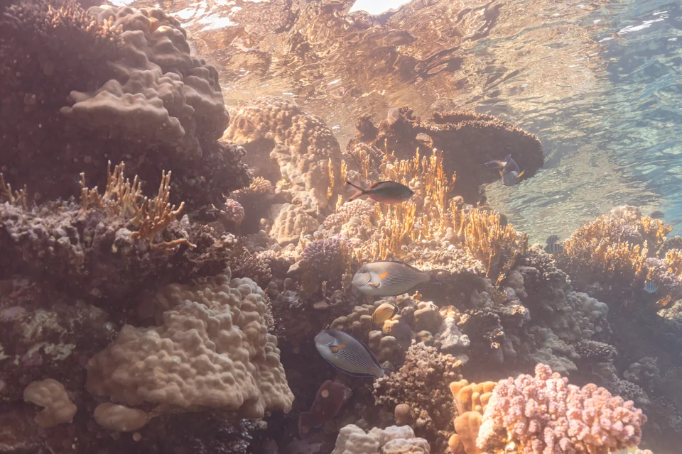 Destination scenery — Sharm El Sheikh