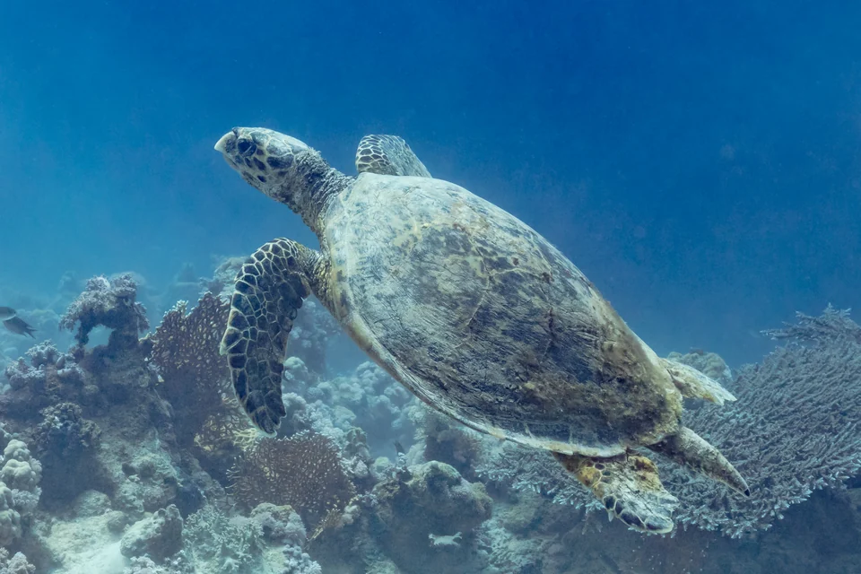 Hawksbill turtle in Ras Muhammad National Park